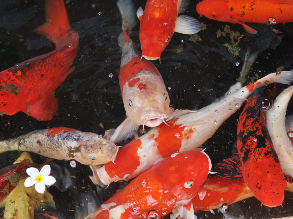 How To Keep Your Koi Fish Healthy?