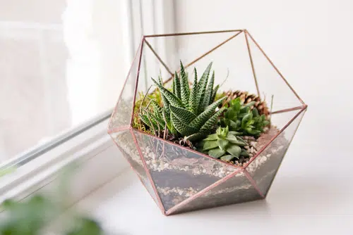 5 Ways to Incorporate Plant Life into Minimalist Home Interior Design