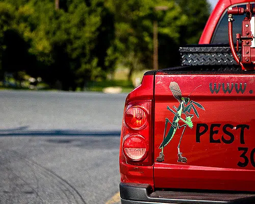 Bedbugs and What to Do In Case Of an Infestation