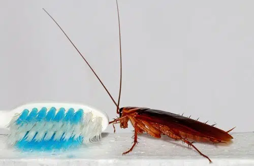 Battle of the bugs: How to handle a Pest Infestation That Has Originated from Another Apartment 