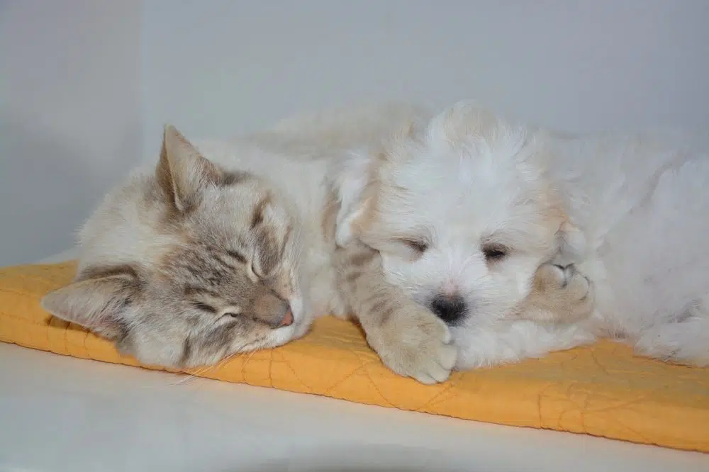 How To Decorate With Your Pet In Mind