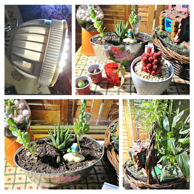 indoor garden plants