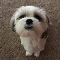 A Guide to Finding the Right Pet for a Special Needs Home