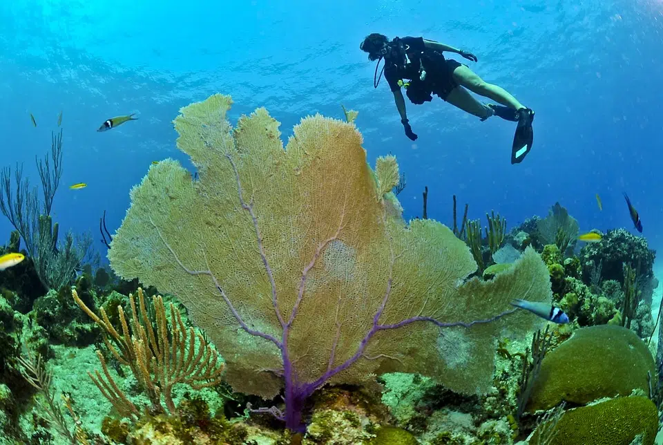 ocean natural beauty