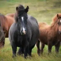 Which Horse Should You Opt For? The Best Horses For Racing!