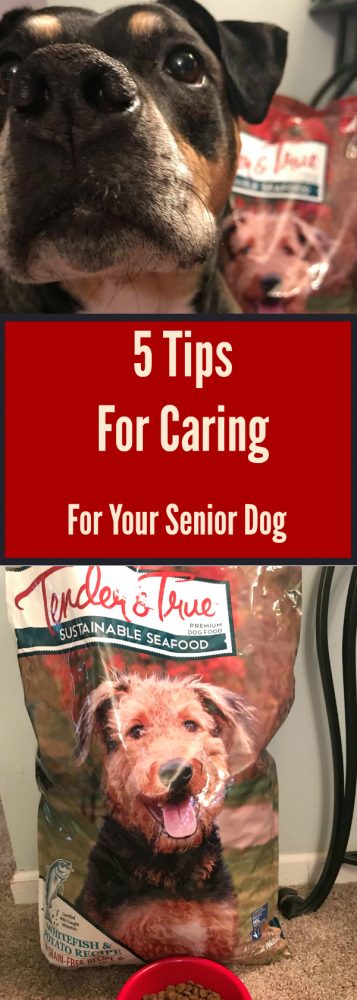 5 Tips For Caring For Your Senior Dog