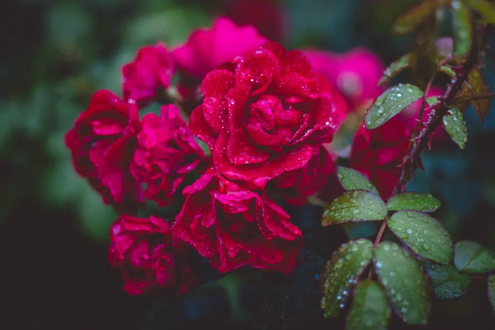 Self-Watering Planter Guide: What You Need to Know about the Garden Patch Self Watering Planter
