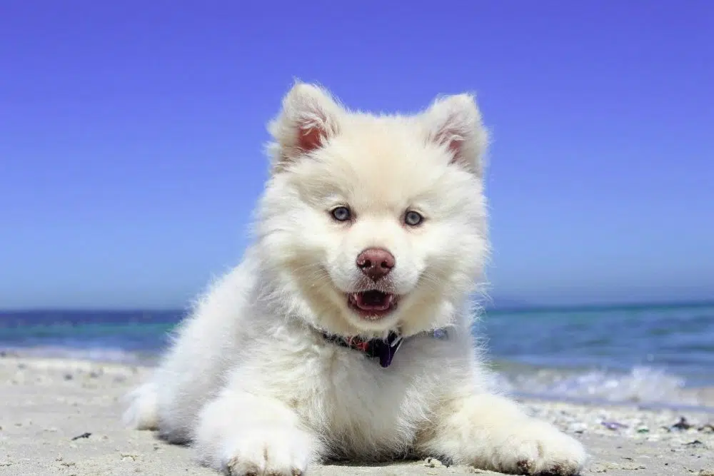 The Best Ways to Protect Your Dogs Against Ticks and Fleas