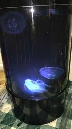 The Most Hypnotic Decoration Ever