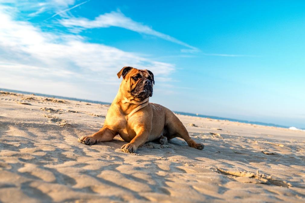 Traveling With Pets: What You Need To Know 