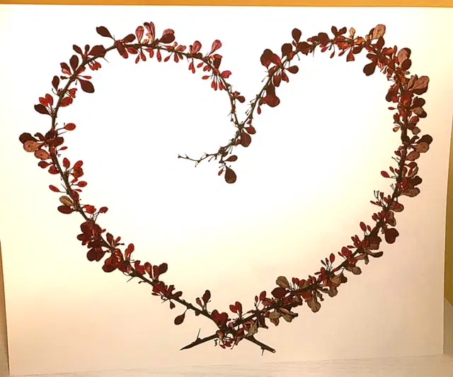 Beautiful Botanical Art and Pressed Flowers from LittleGreenHerbaria