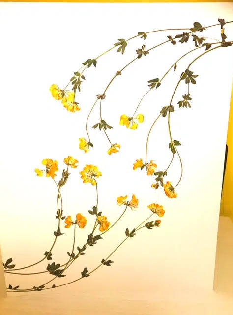 Beautiful Botanical Art and Pressed Flowers from LittleGreenHerbaria