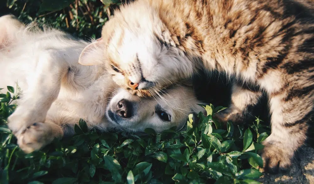Latest Gadgets Perfect for Your Pets