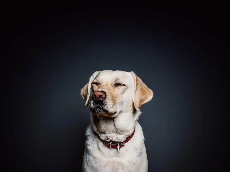 Is a Large Breed Dog Right for You - Factors Worth Considering