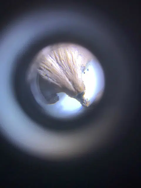 A Microscope That You Can Use on Your Phone