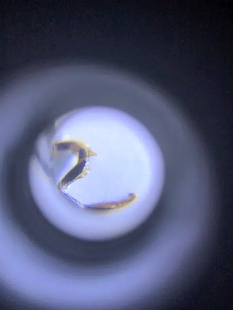 A Microscope That You Can Use on Your Phone