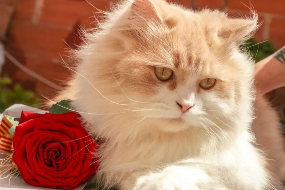 How to Be Safe When Buying Pet Meds Online?