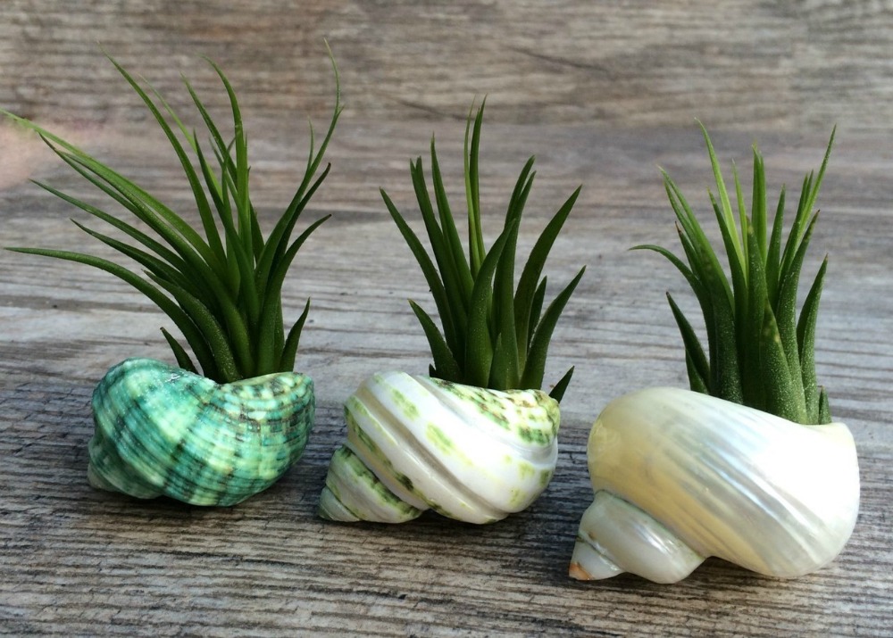 Innovative and Memorable Plant Gift Ideas for Special Occasions