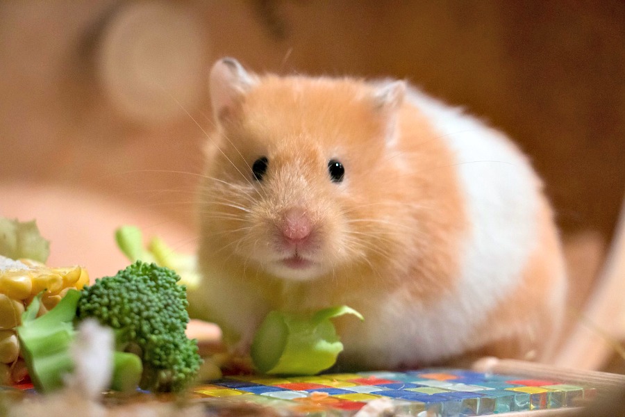 Interesting facts About Hamsters