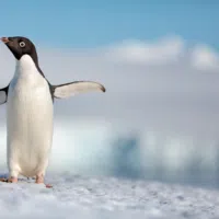 Disneynature’s PENGUINS - Opening Earth Day 2019 (Trailer)