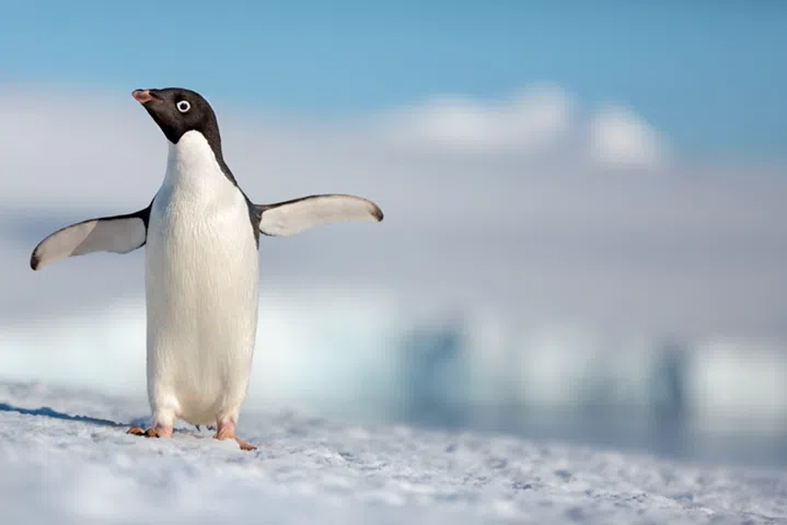 Disneynature&rsquo;s PENGUINS - Opening Earth Day 2019 (Trailer)