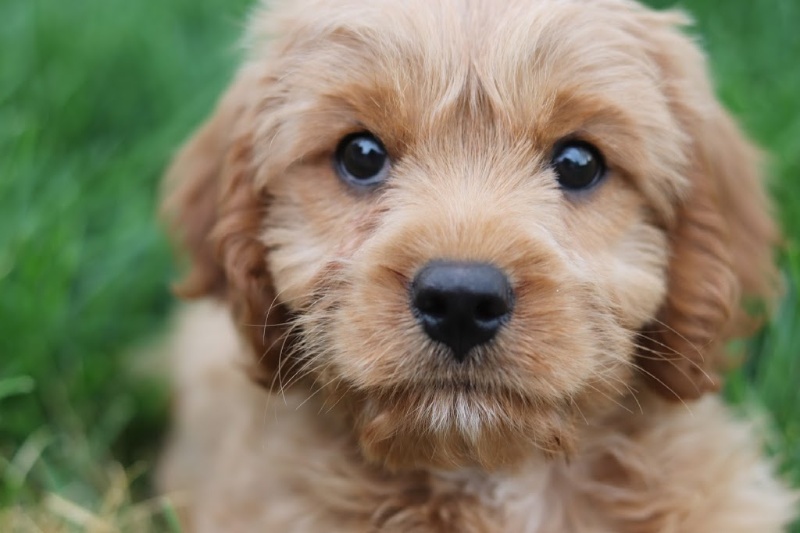 Cavapoo Puppy with big brown eyes looking at camera