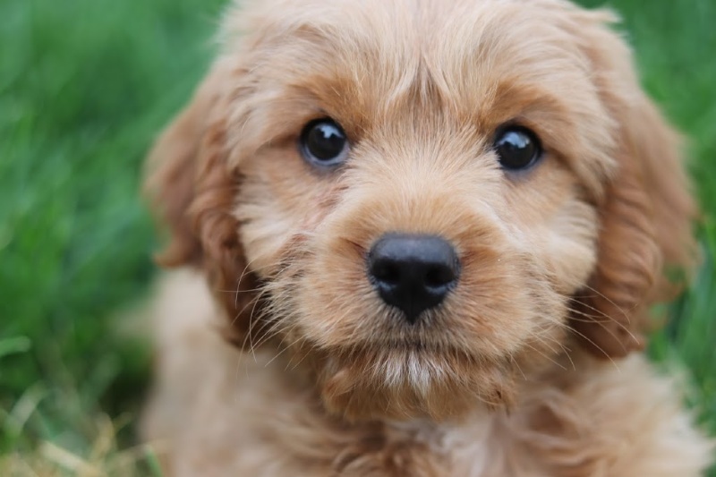 teacup cavapoo puppy