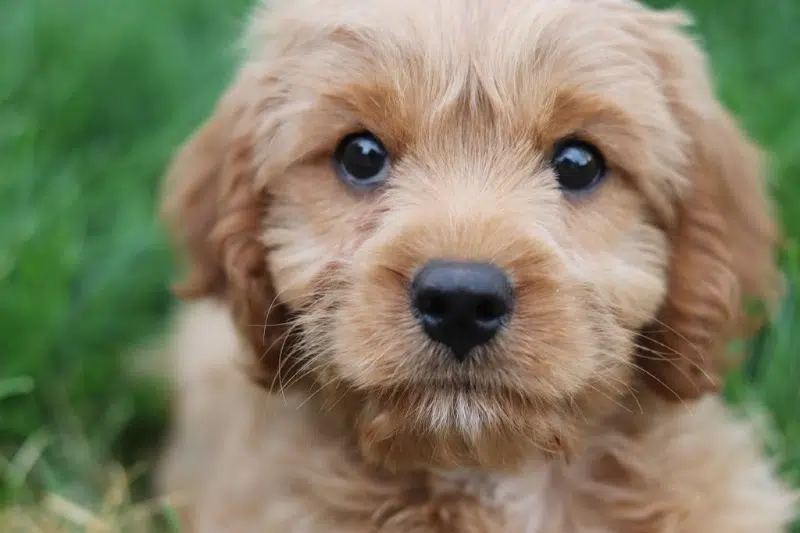 are cavapoos good with other dogs