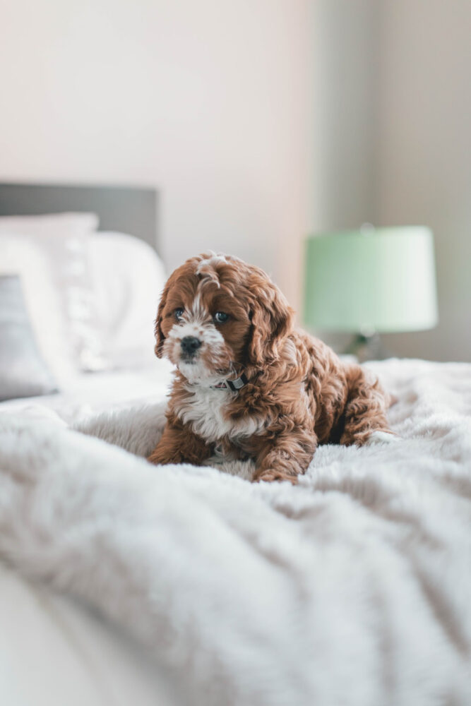 Cavapoo Puppy sitting on bed