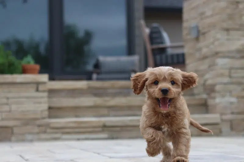  Cavapoo Puppy running outside of a house