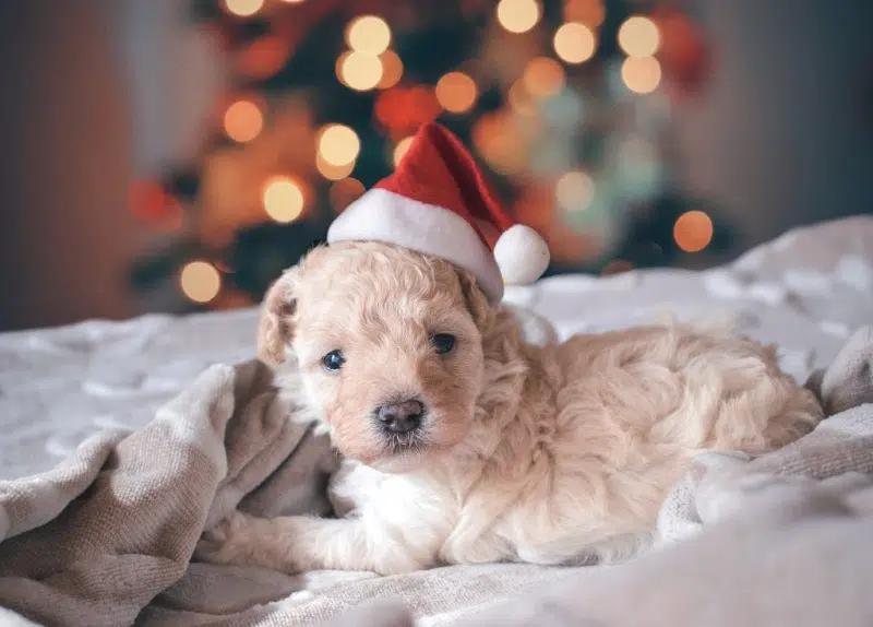  Cavapoo Puppy laying on white blanket with Santa hat on