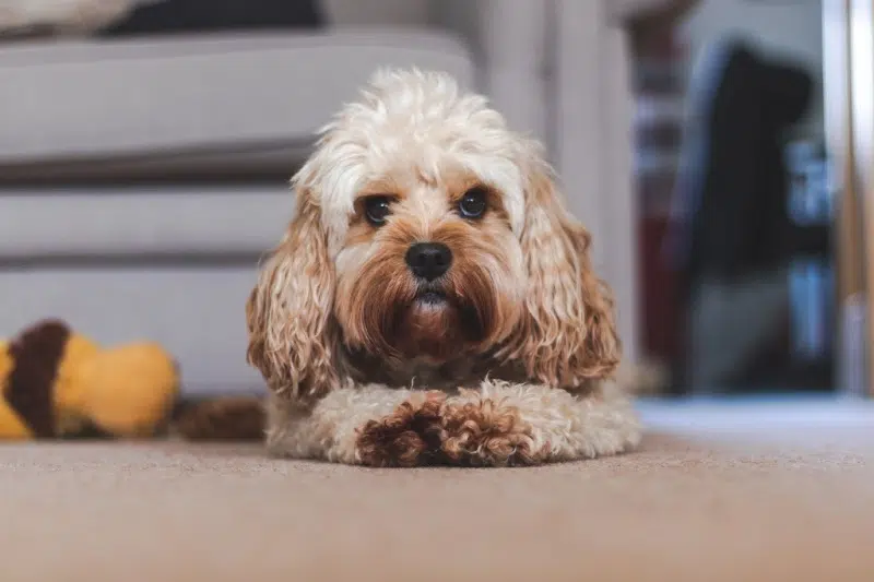  Cavapoo Puppy laying on floor looking straight ahead