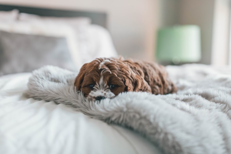 Cavapoo Puppy laying on blanket on a bed. 