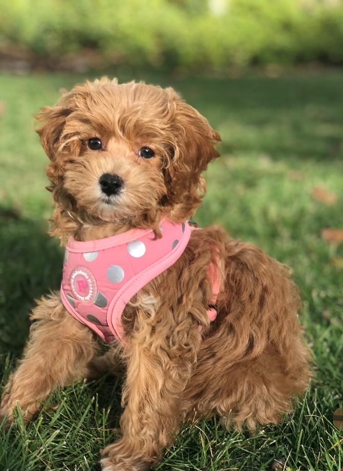  Cavapoo Puppy sitting on grass