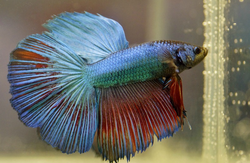 A Full Guide On How To Take Care Of A Betta Fish