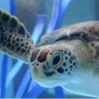 Charleston's Wild Dunes Resort Partners with South Carolina Aquarium