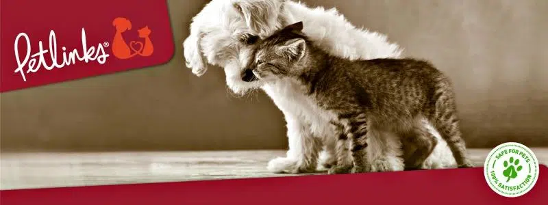 Fulfill All Your Pet's Need With Innovative Products