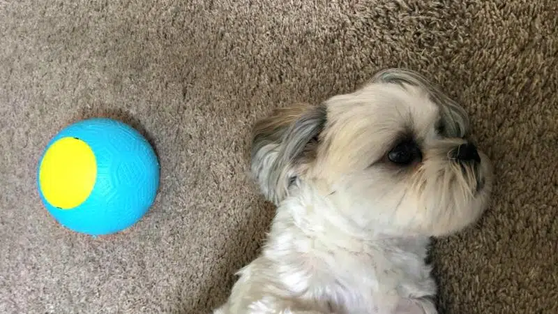 Introducing The Doggy Ball That Never Goes Flat
