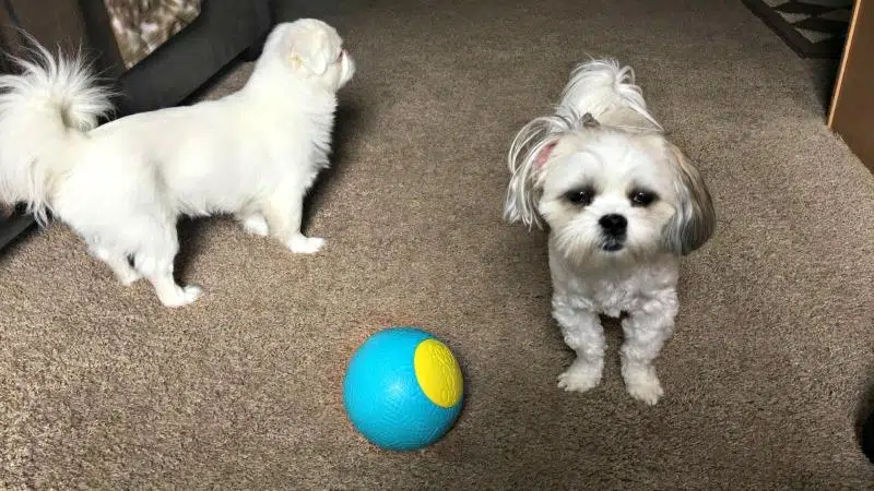 Introducing The Doggy Ball That Never Goes Flat