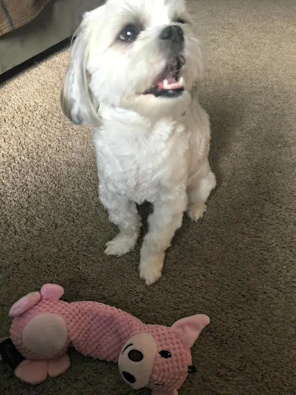 TrustyPup Can Supply You With All Your Puppy Needs
