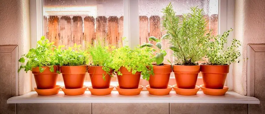 Indoor Herb Garden Ideas 