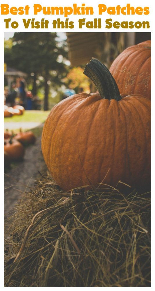 Best Pumpkin Patches to Visit this Fall Season