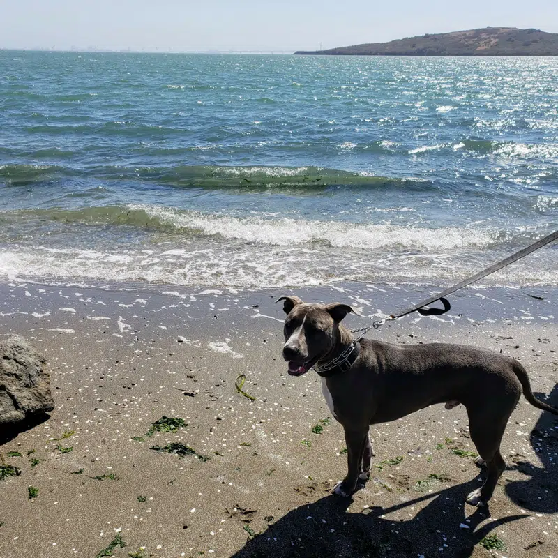 Pitbull on leash at the beach