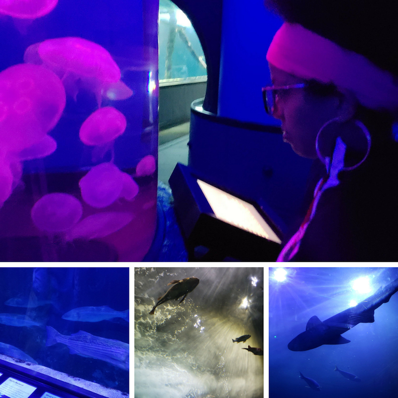 Pictures of sea creatures at the Aquarium by the bay