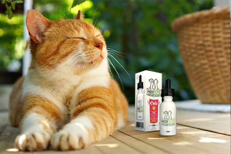 Extremely Easy Go-To Solution To Adding CBD Into Your Pet's Diet