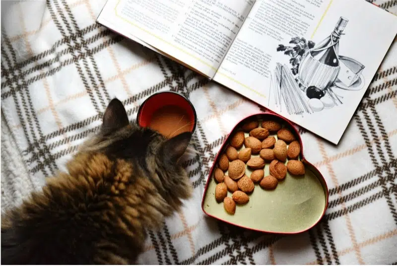 5 Clear Signs Your Cat Needs New Food