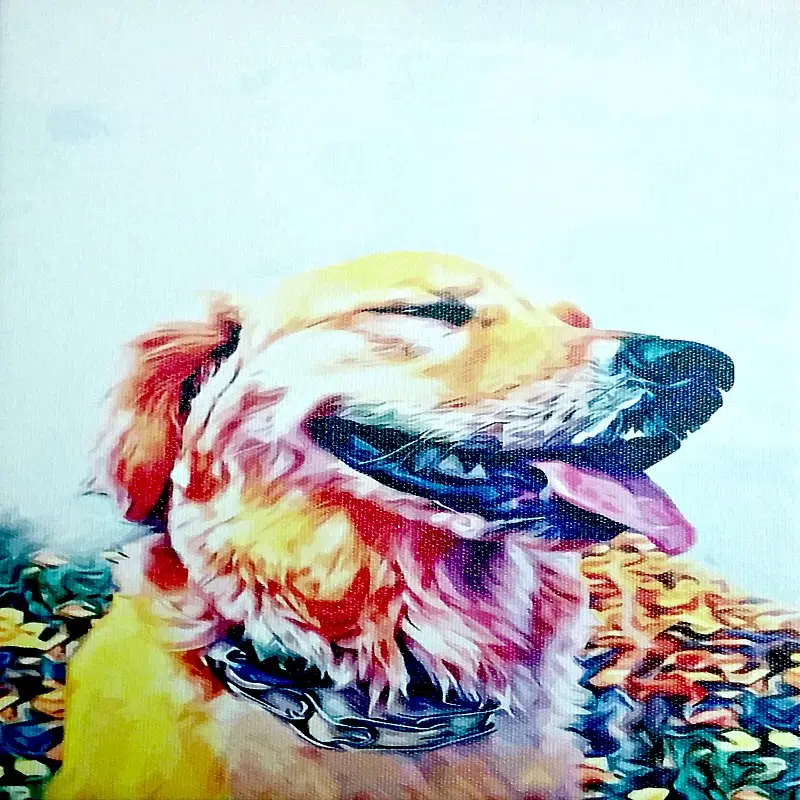 Petsy 1