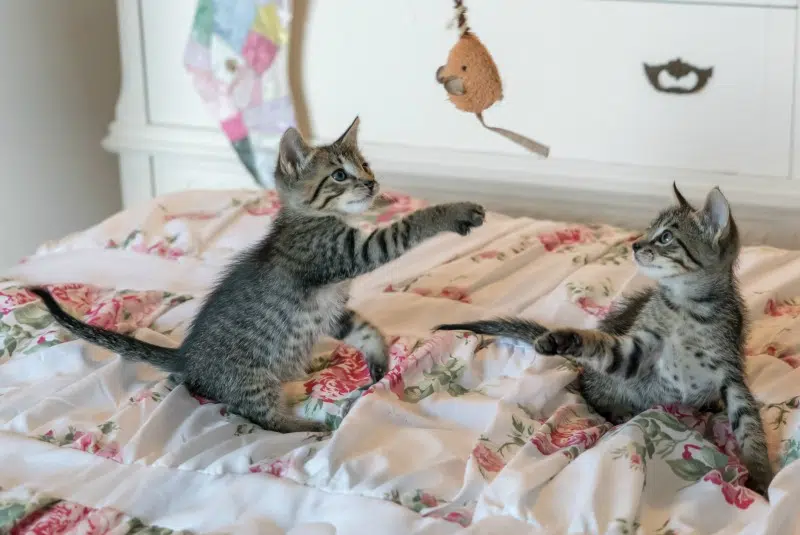 10 Reasons Why You Should Own an Automatic Litter Box