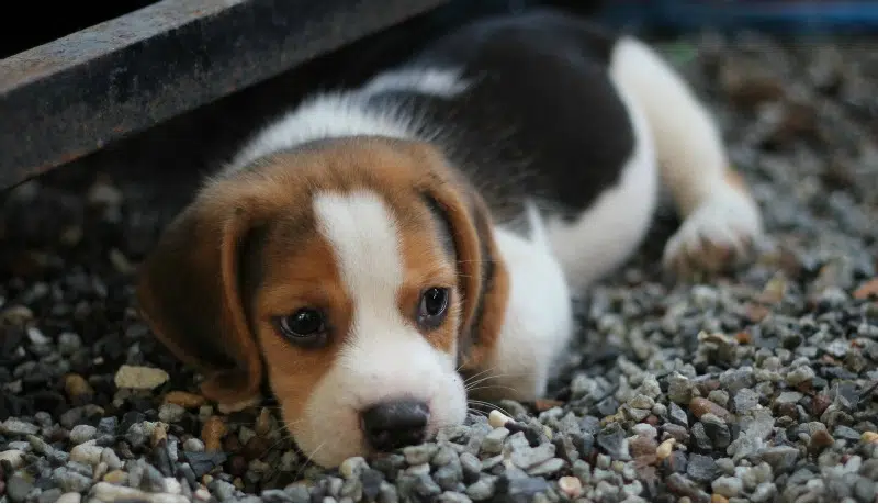 5 Reasons Why Shampoo and Conditioner are Important for Your Dog