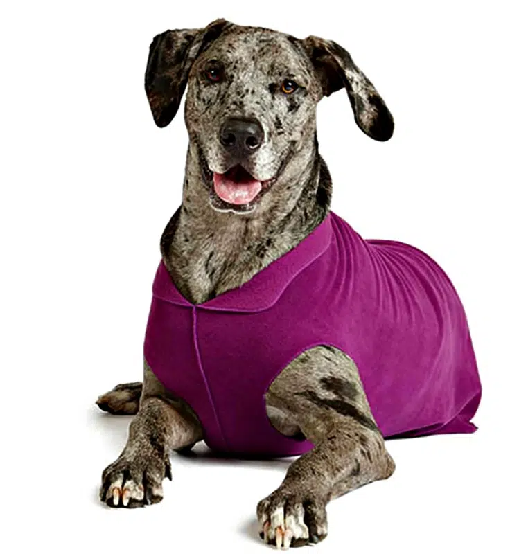 Holiday Pet Gifts To Surprise Your Furry Friends With
